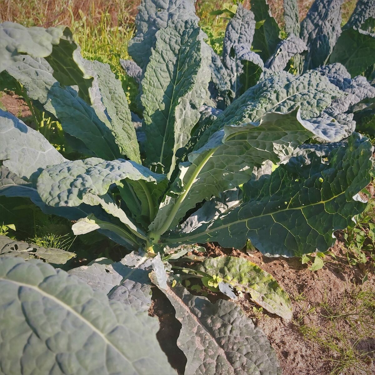 Jarmuż toskański cięty - pęczek