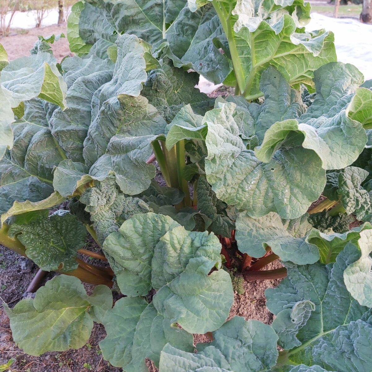 Rabarbar świeżo cięty EKO - 1 kg