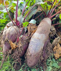 Buraki podłużne Eko - 1 kg