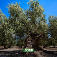Oliwa do gotowania i smażenia Masseria San Nicola BIO - 750 ml
