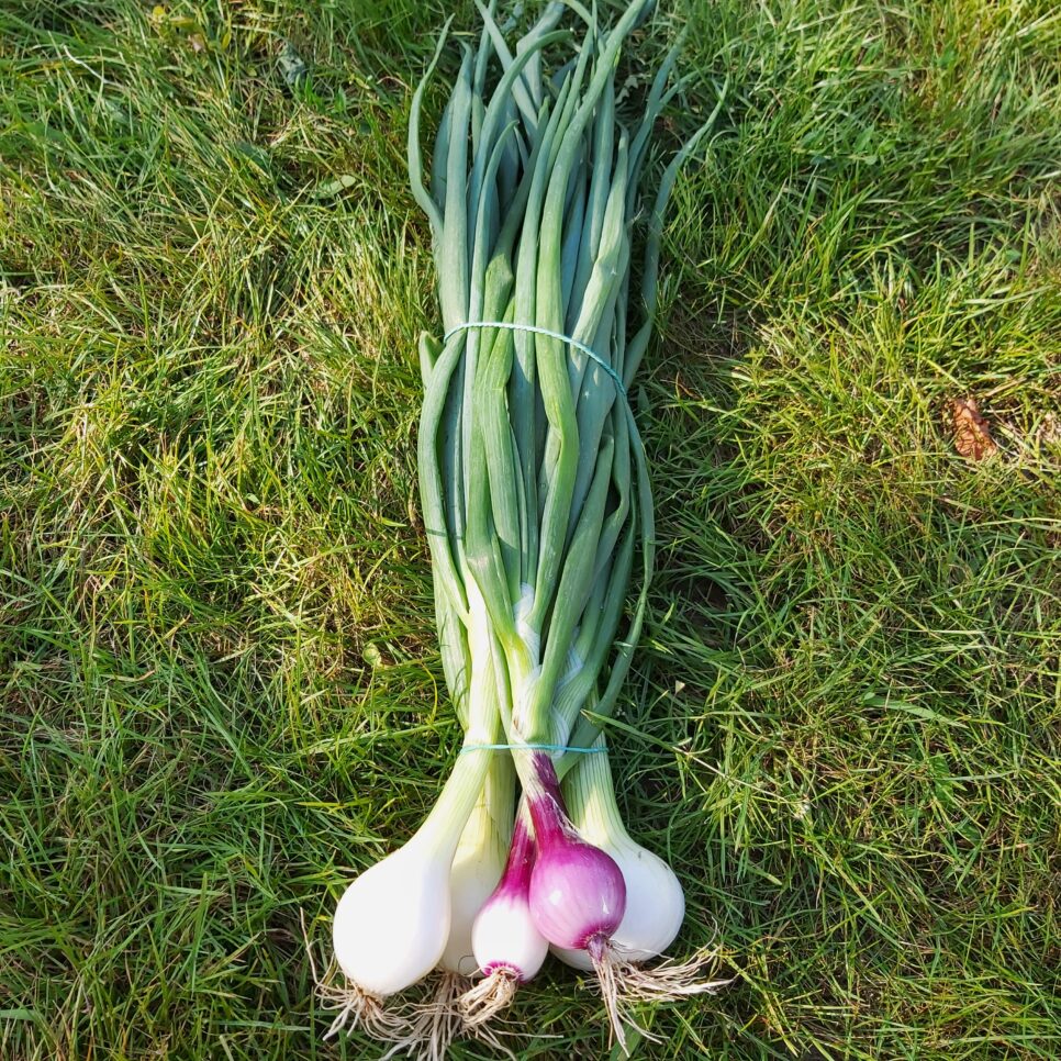 Ekologiczna cebula