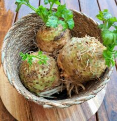 Seler ekologiczny korzeniowy z nacią