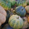 Dynia Muscat - 1 kg - obrazek 2
