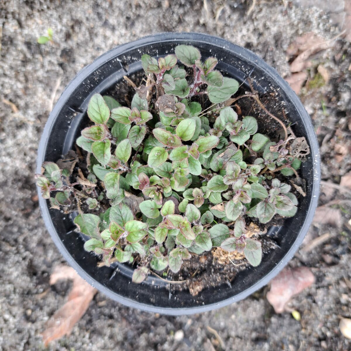 Ekologiczna sadzonka przyprawa Oregano