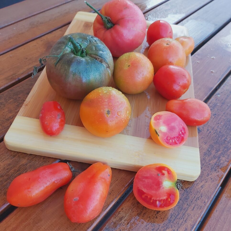 Pomidory gruntowe eko