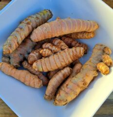 Ekologiczna kurkuma - korzeń