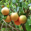 Grejpfruty różowe Star Ruby EKO - 1 kg - obrazek 3