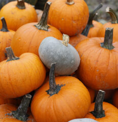 Dynia Holloween EKO - 1 kg